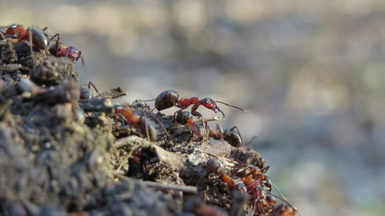 Pourquoi observe-t-on des fourmis dans le compost et comment réagir ?