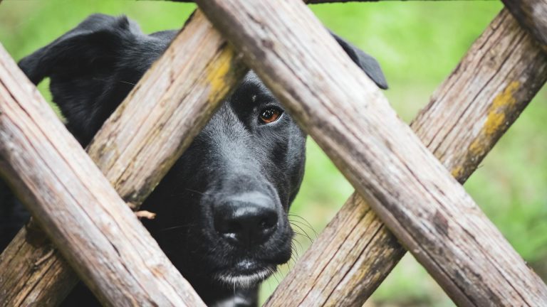 Problème clôture anti-fugue PetSafe : les causes les plus fréquentes et comment les résoudre