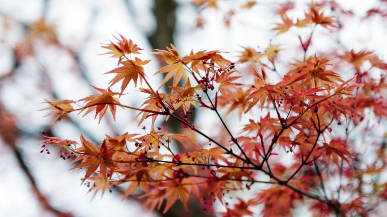 Érable du Japon gelé : comment le sauver ?
