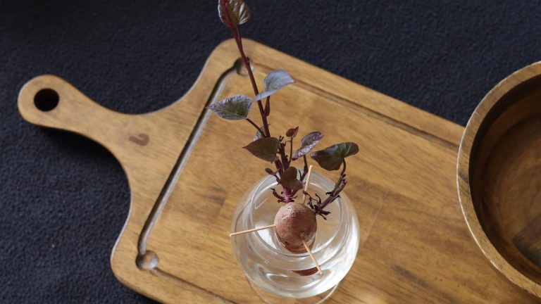 Réussir une bouture de Photinia dans l’eau